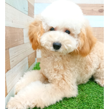 animal_image