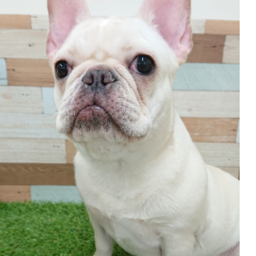 animal_image