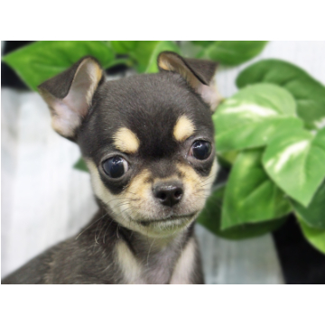 animal_image