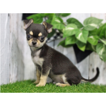 animal_image