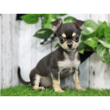 animal_image
