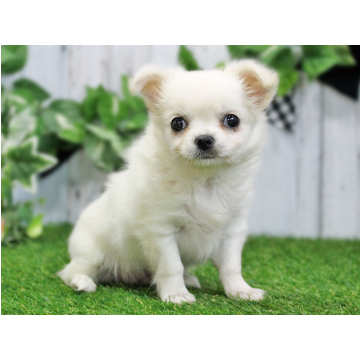 animal_image