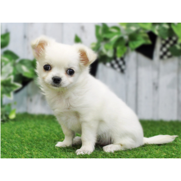 animal_image