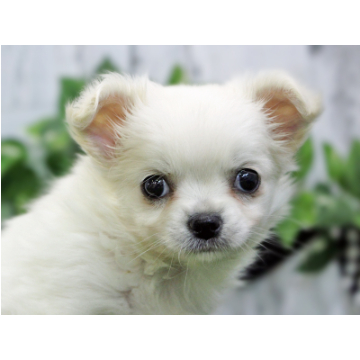 animal_image