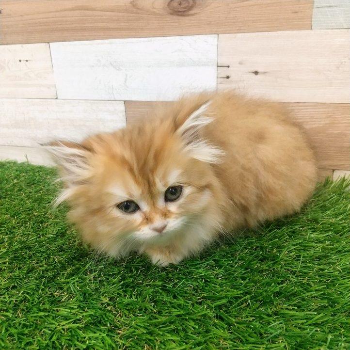 animal_image