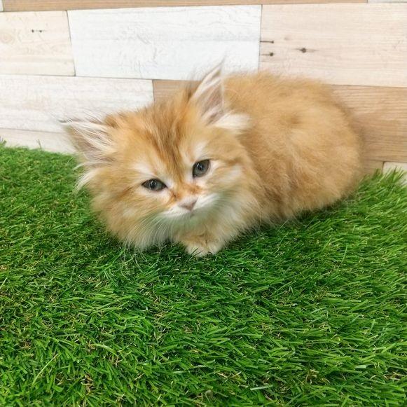 animal_image
