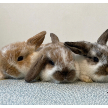 animal_image