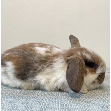 animal_image