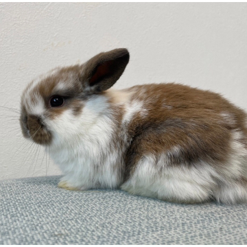 animal_image