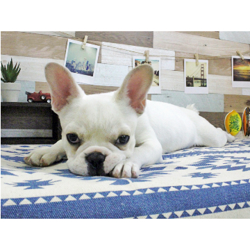 animal_image