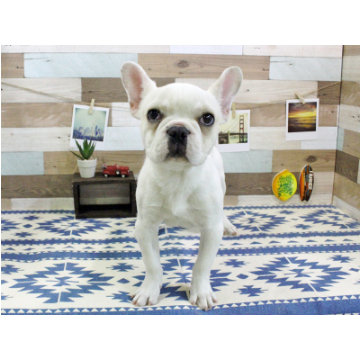 animal_image