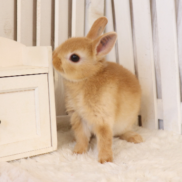 animal_image