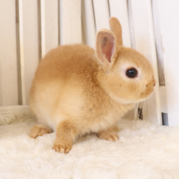animal_image