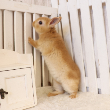 animal_image