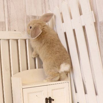 animal_image