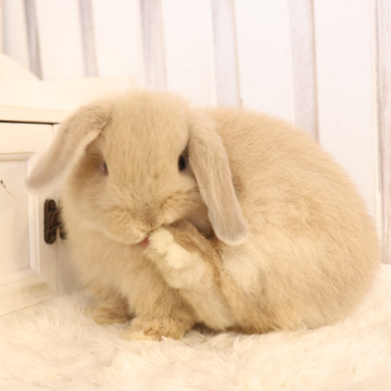 animal_image