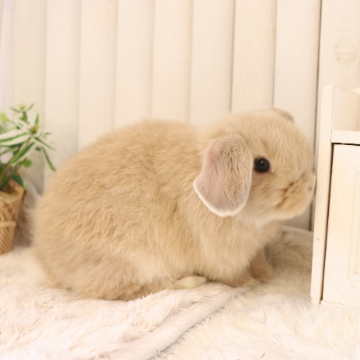 animal_image