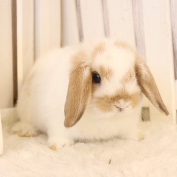 animal_image