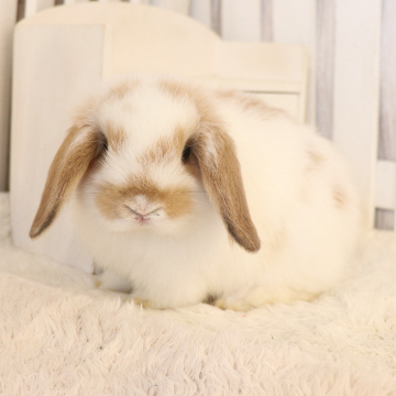 animal_image