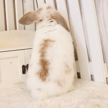 animal_image