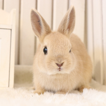 animal_image