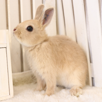 animal_image