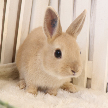 animal_image