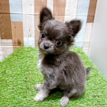 animal_image