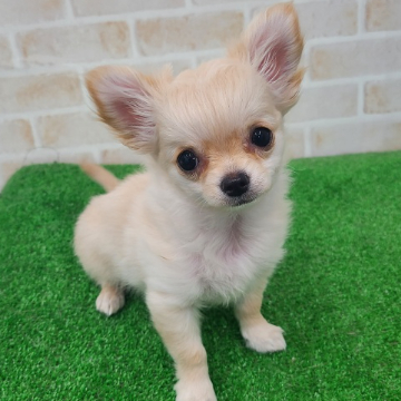 animal_image