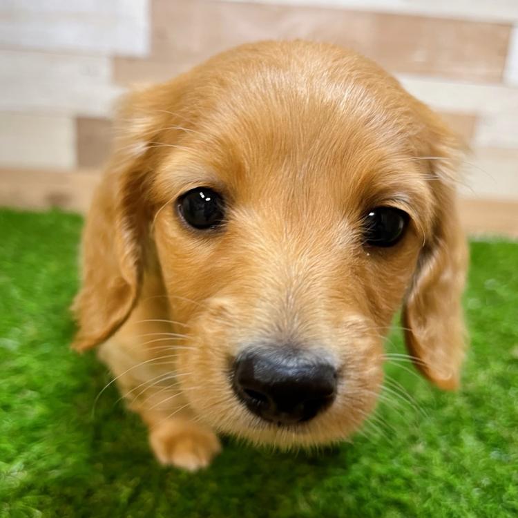 animal_image