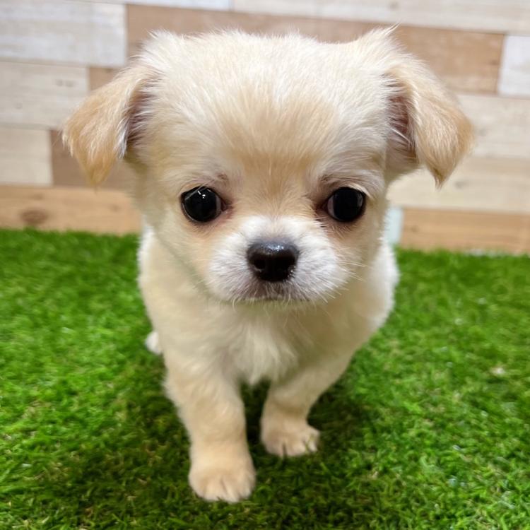 animal_image