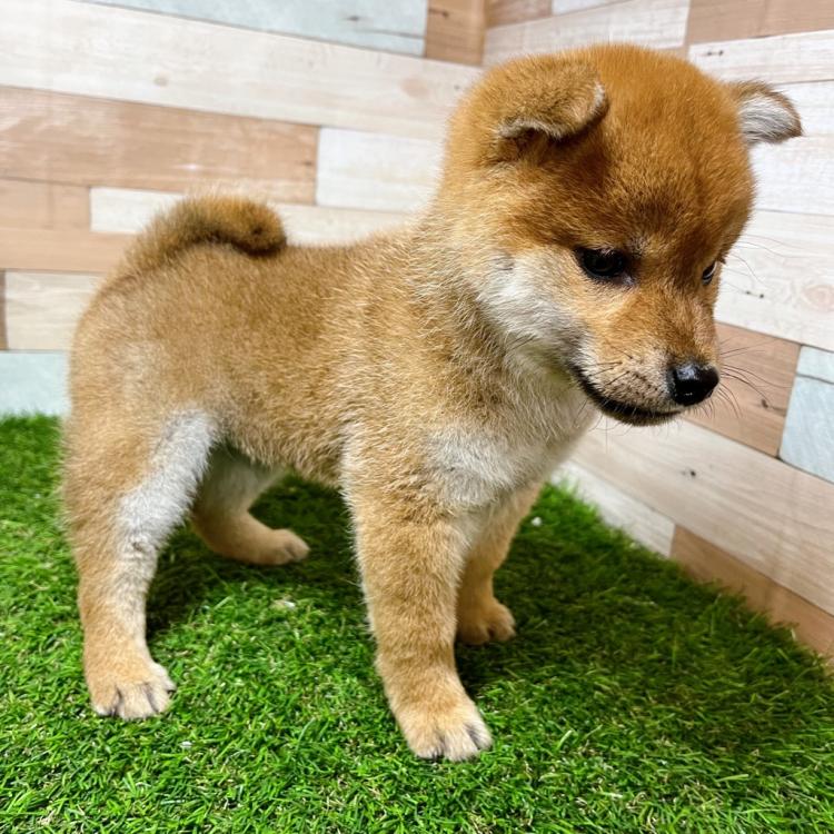 animal_image