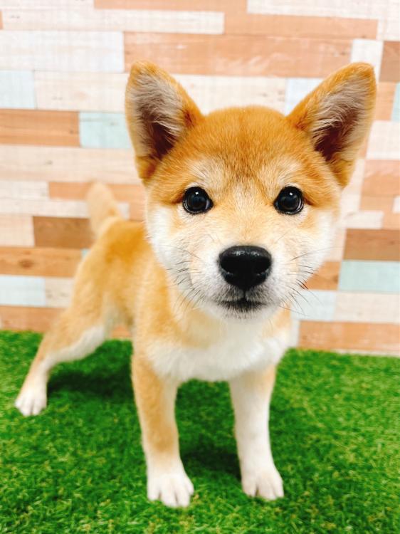 animal_image