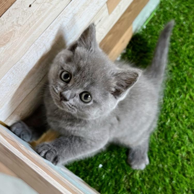 animal_image
