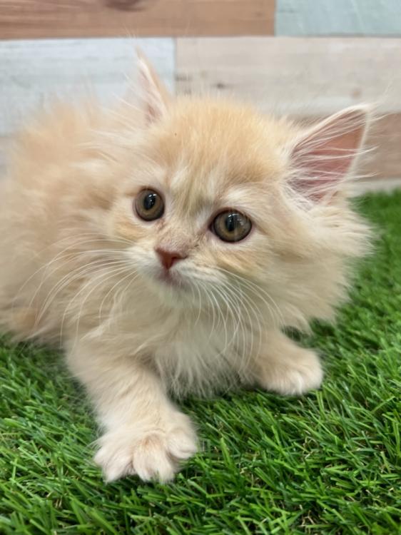 animal_image