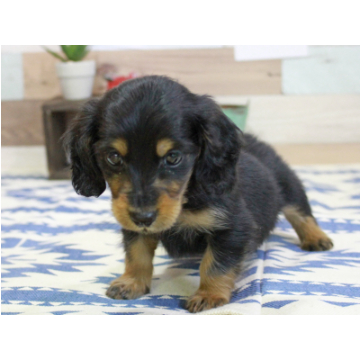 animal_image