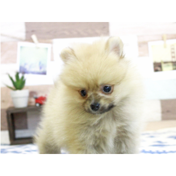 animal_image