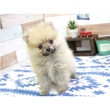 animal_image