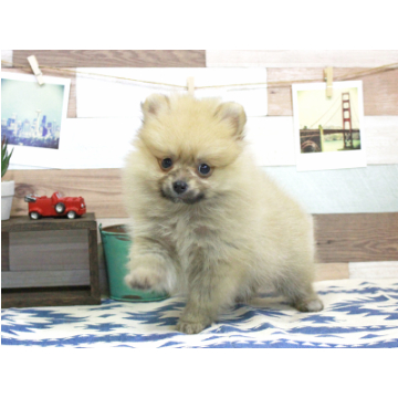 animal_image