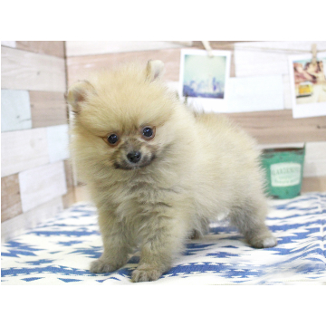 animal_image