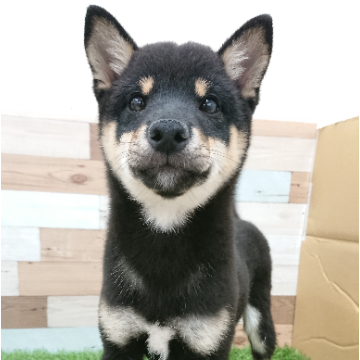 animal_image