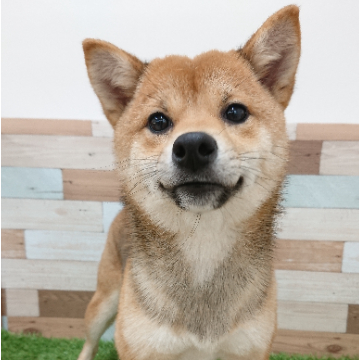 animal_image