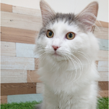 animal_image