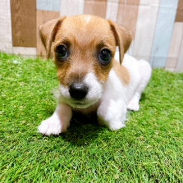 animal_image