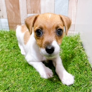 animal_image