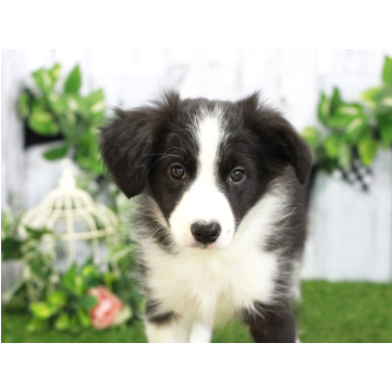 animal_image
