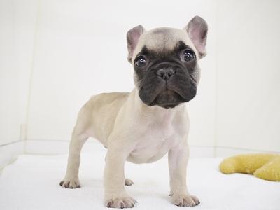 animal_image