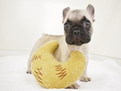 animal_image