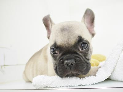 animal_image