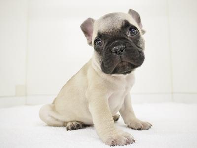 animal_image